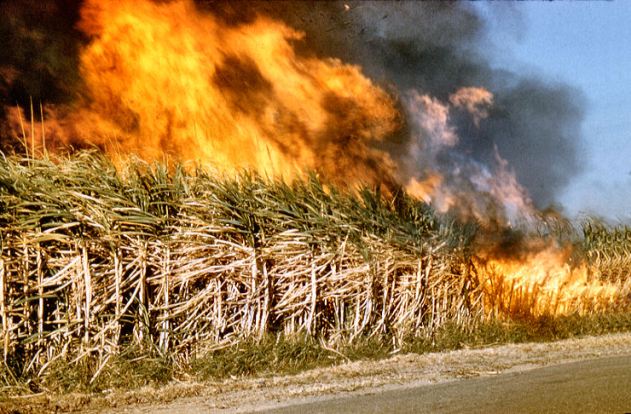 sugarcane burning
